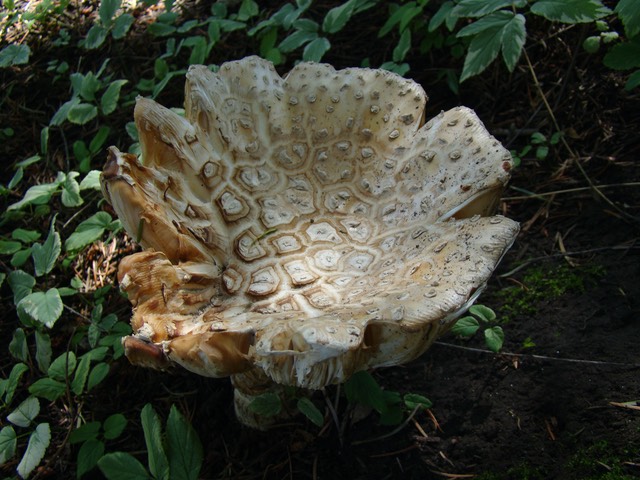 grex fungi